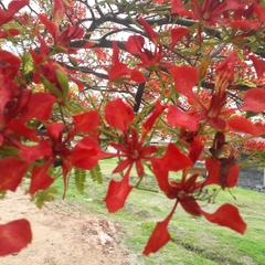 Delonix regia