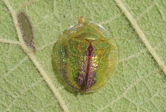 Coptocycla texana