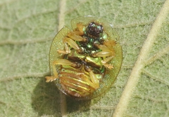 Coptocycla texana