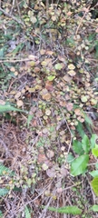 Coprosma spathulata spathulata