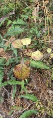 Coprosma spathulata spathulata