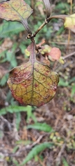 Coprosma spathulata spathulata