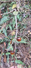 Coprosma spathulata spathulata