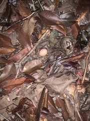 Nyctidromus albicollis