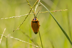 Ellipsidion reticulatum