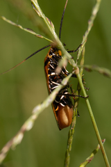 Ellipsidion reticulatum