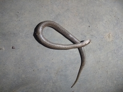 Tachymenis peruviana