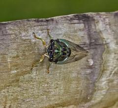 Neotibicen tibicen australis