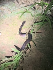 Pseudoboa nigra