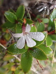 Lobelia linnaeoides