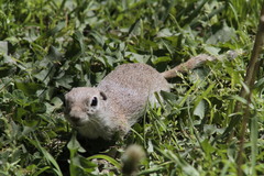 Xerospermophilus