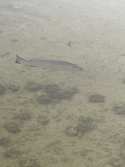 Lutjanus cyanopterus