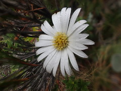 Celmisia walkeri