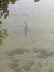 Lutjanus cyanopterus