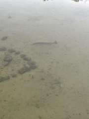 Lutjanus cyanopterus