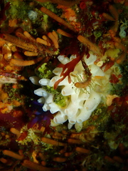 Leucettusa
