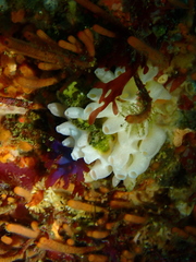Leucettusa