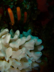 Leucettusa