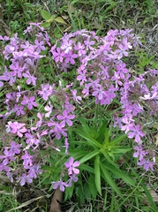 Phlox pilosa pilosa