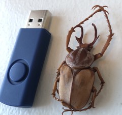 Dicronocephalus adamsi