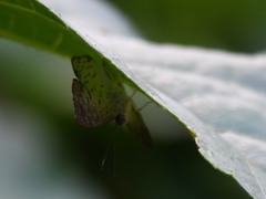 Parvospila lucianus