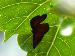 Parvospila lucianus