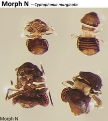 Cyptophania marginata