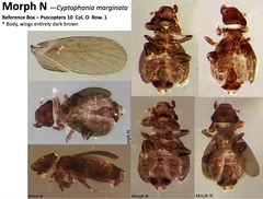 Cyptophania marginata