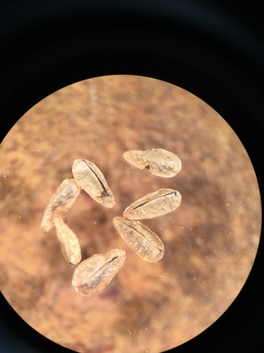 Image of Oreocarya nubigena by (c) Martin Purdy, some rights reserved (CC BY)
