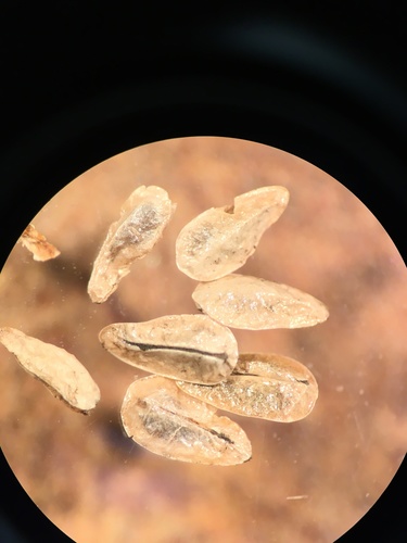 Image of Oreocarya nubigena by (c) Martin Purdy, some rights reserved (CC BY)