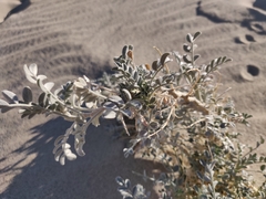 Astragalus lentiginosus micans