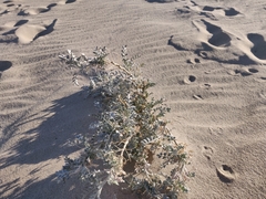 Astragalus lentiginosus micans