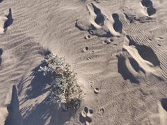 Astragalus lentiginosus micans