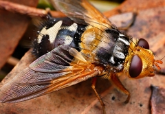 Microtropesa sinuata