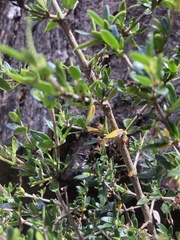 Coprosma nitida