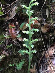 Sarcoglottis schaffneri