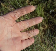 Sporobolus flexuosus