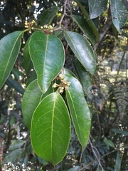 Chaetocarpus pearcei