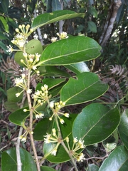 Chaetocarpus pearcei