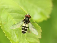 Leucozona laternaria