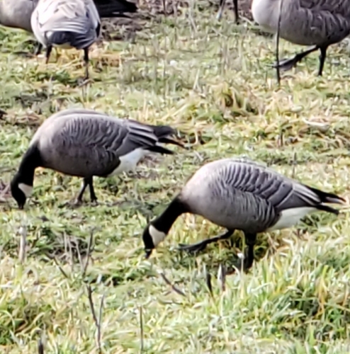 Barnacla canadiense chica (Branta hutchinsii)
