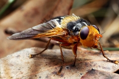 Microtropesa sinuata