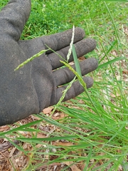 Eriochloa