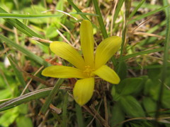 Zephyranthes americana