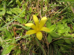 Zephyranthes americana