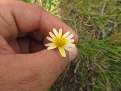Acmella decumbens