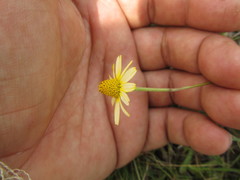 Acmella decumbens