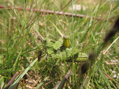 Spathalium audouinii