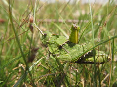 Spathalium audouinii