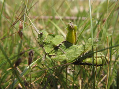 Spathalium audouinii